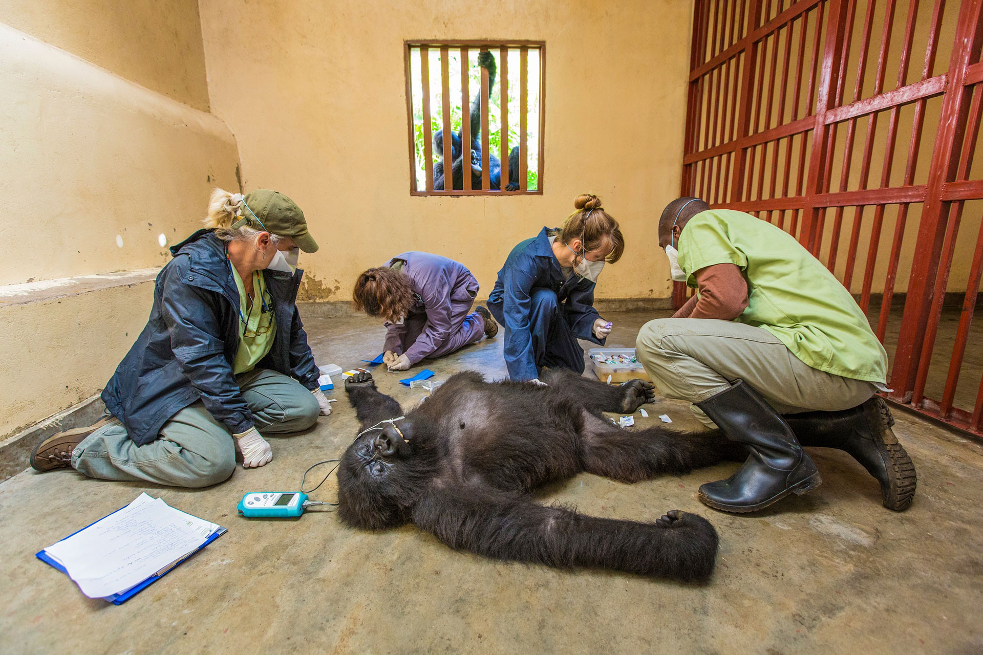 فینالیست‌های عکاسی حیات وحش سال ۲۰۱۵ - نجات گوریل