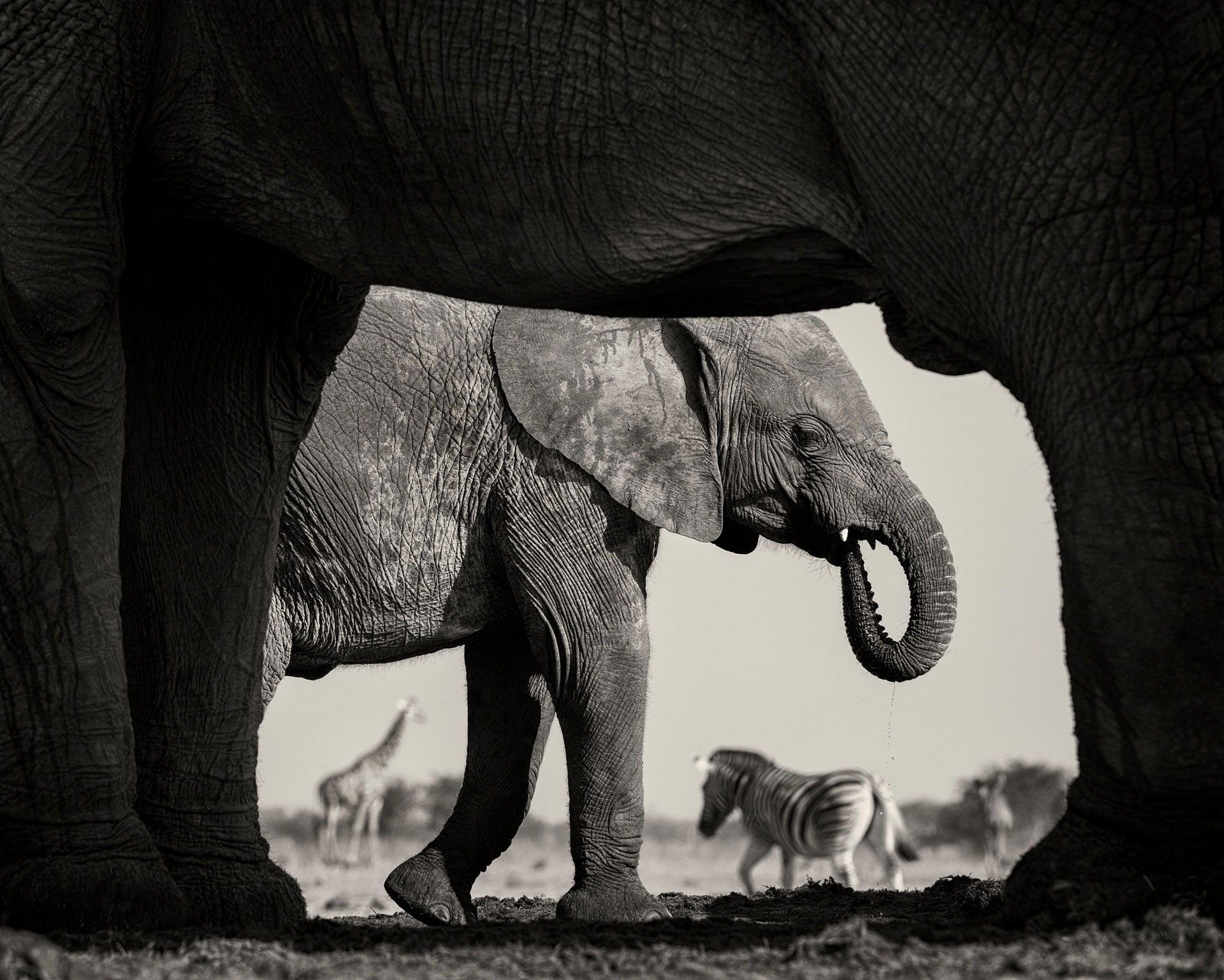عکاسی حیات وحش از حیوانات آفریقا