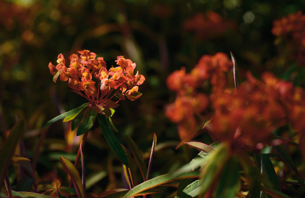 فوکوس استاکینگ در عکاسی از گل‌ها 