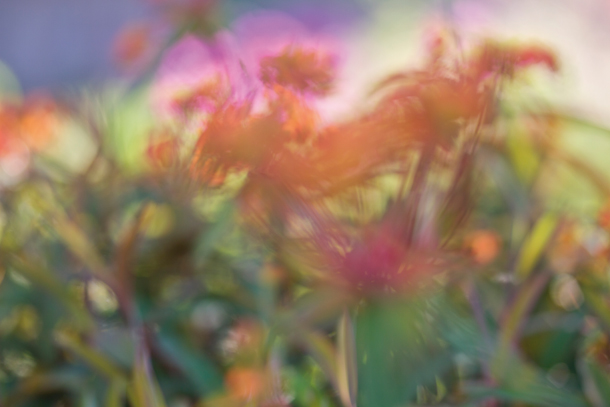 فوکوس استاکینگ در عکاسی از گل‌ها 