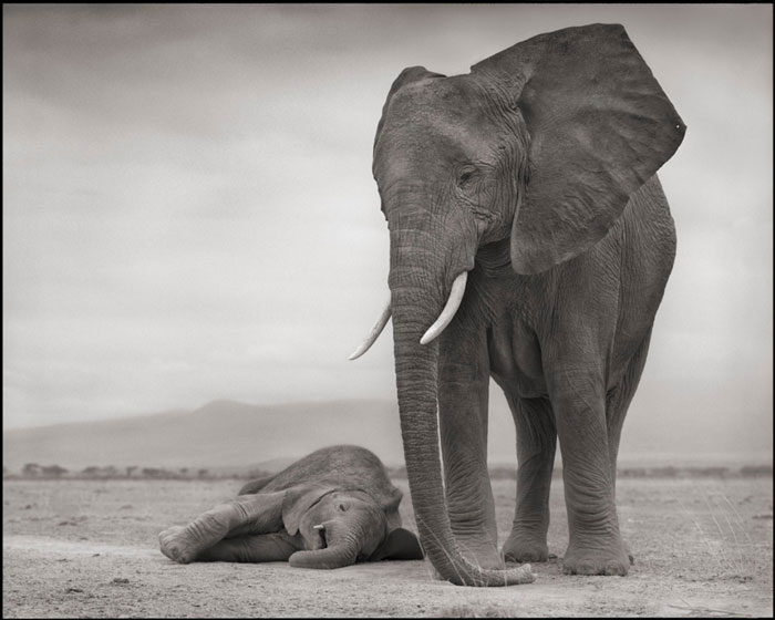 فیل مادر و بچه فیل خوابیده